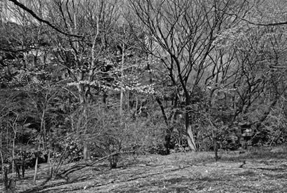 早春の皇居吹上御苑