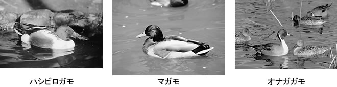 不忍池に飛来するカモたち