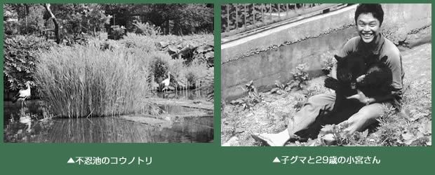 (左)不忍池のコウノトリ (右)子グマと29歳の小宮さん