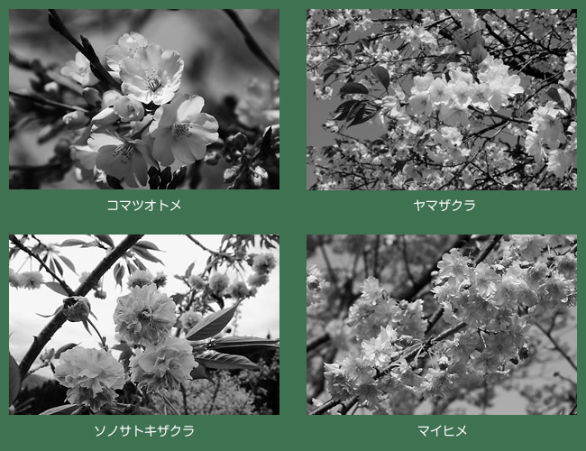 コマツオトメ・ヤマザクラ・ソノサトキザクラ・マイヒメ