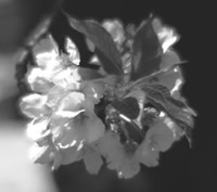 インターネットで上野の桜の開花状況を毎日ご紹介 上野桜守の会 http://ueno.sakuramori.jp